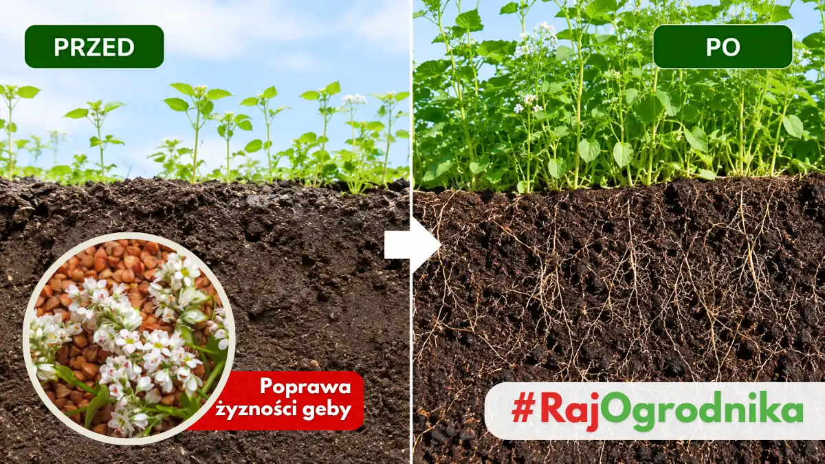 Poprawa jakości gleby po wysiewie gryki na poplon sklep rajogrodnika